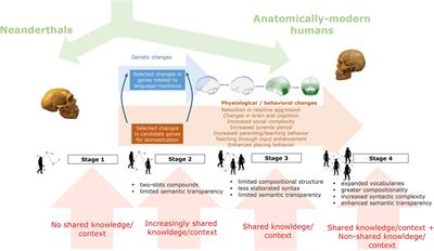 From Physical Aggression to Verbal Behavior: Language Evolution and Self-Domestication Feedback Loop